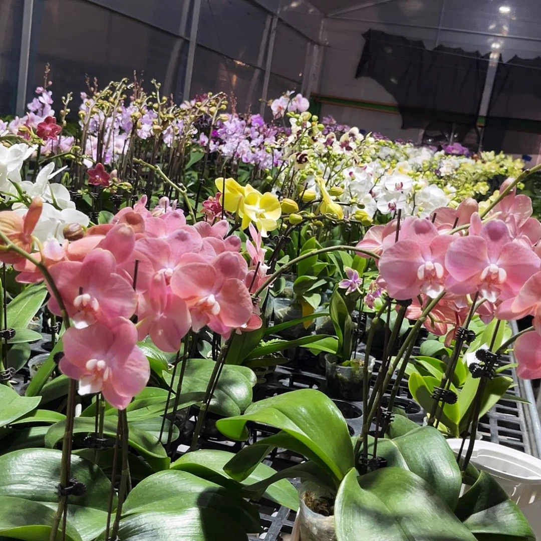 大部分花苞少量开放