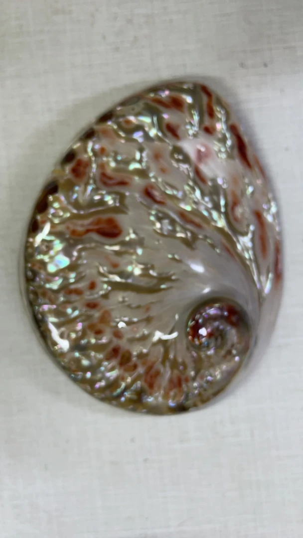 鱼缸造景贝壳摆件