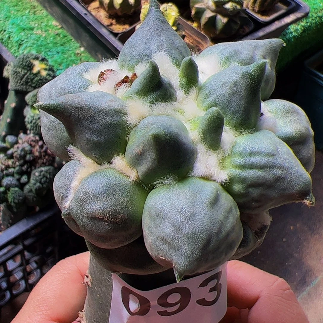 无花朵福利蛋尤牡丹093