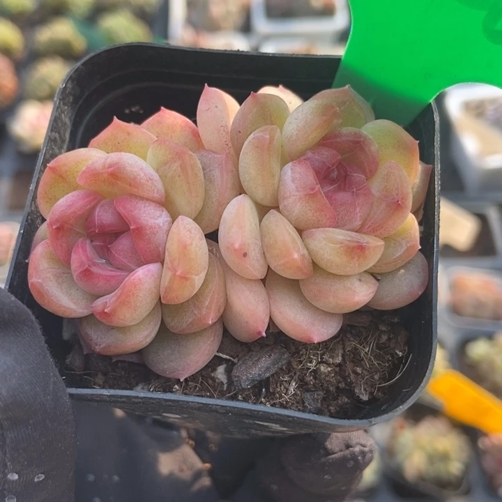 926琴心多肉植物保护