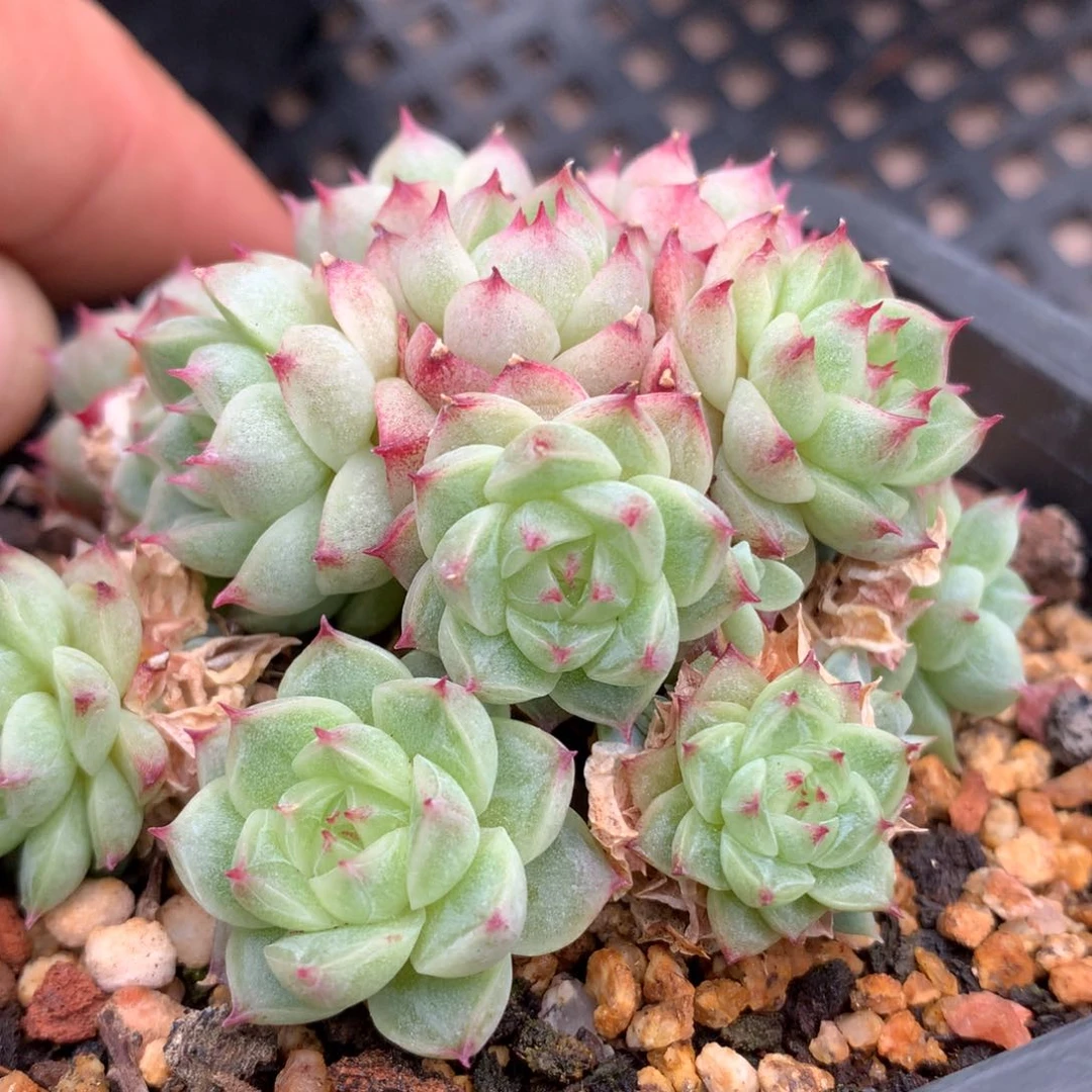 0530-07 珍妮麦杆