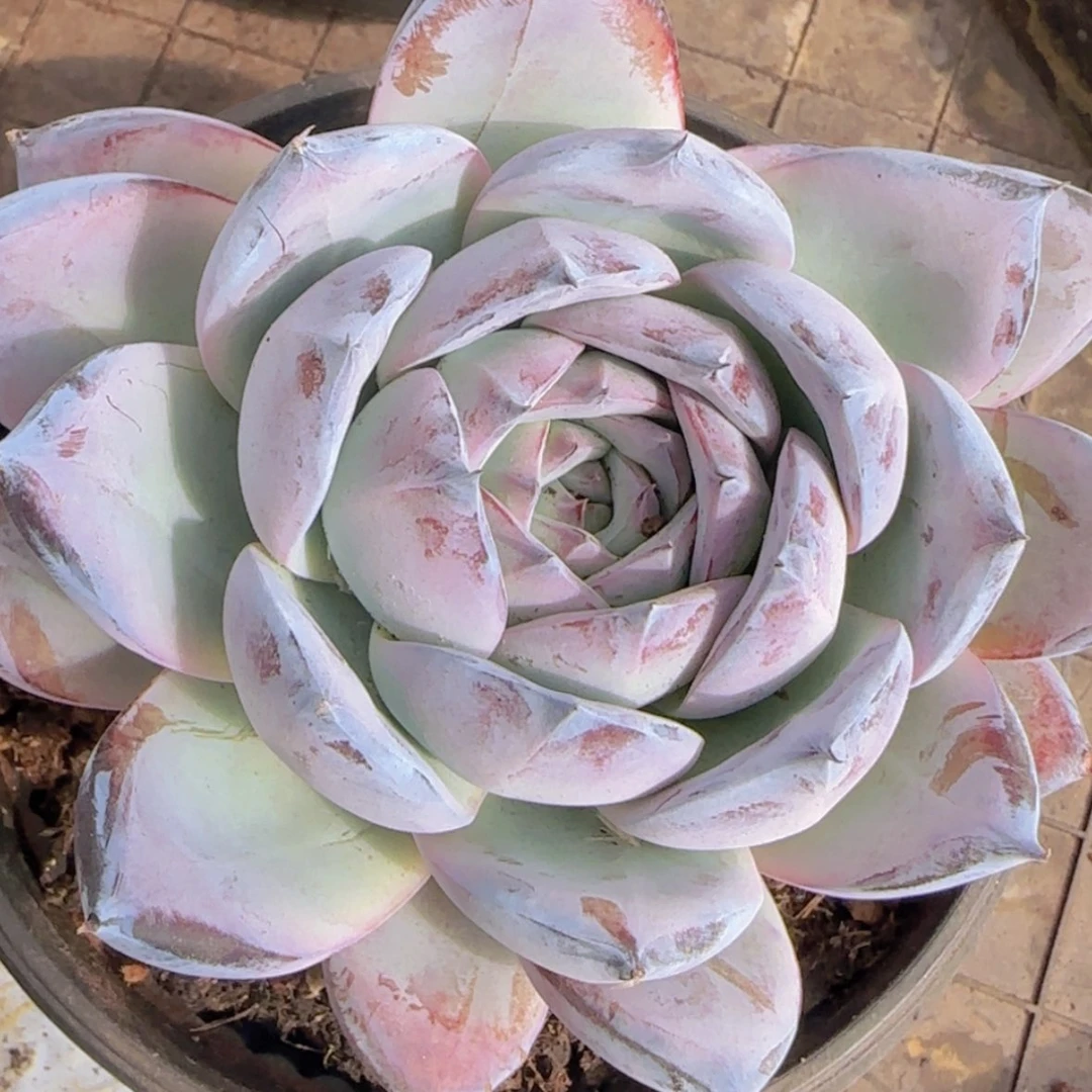 【闪购商品】黑卡，