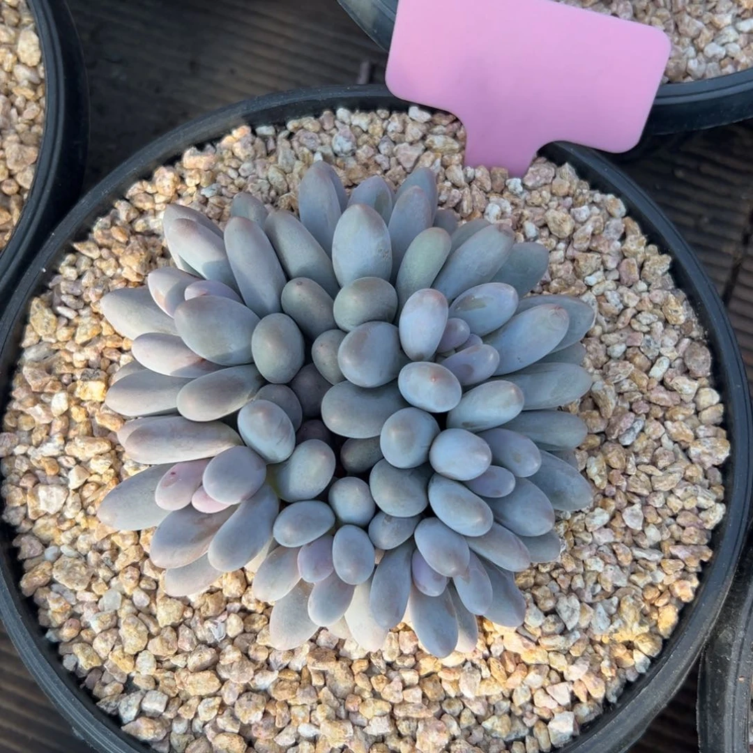 汤圆11111111111111