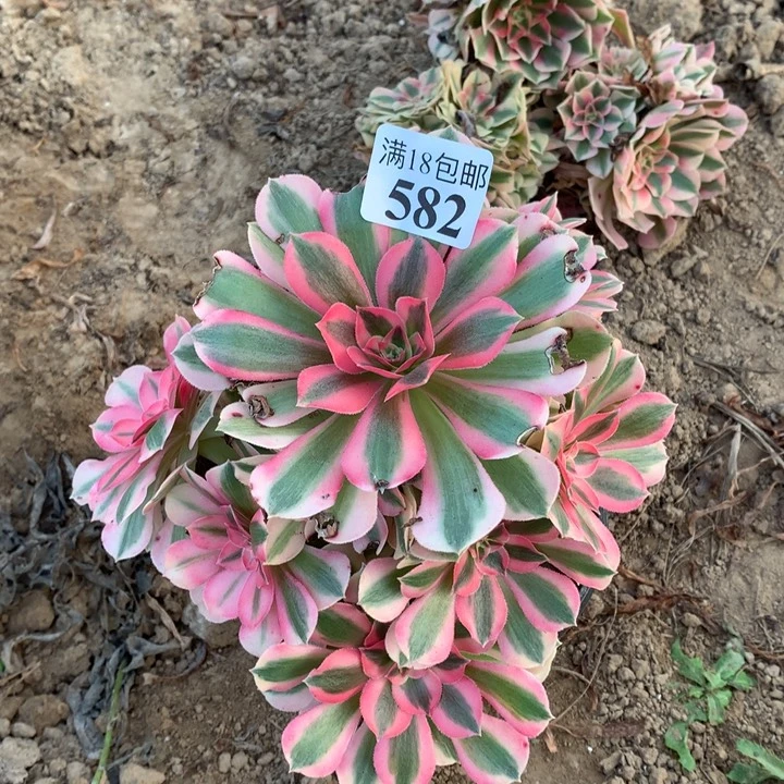 582粉女巫手捧4号