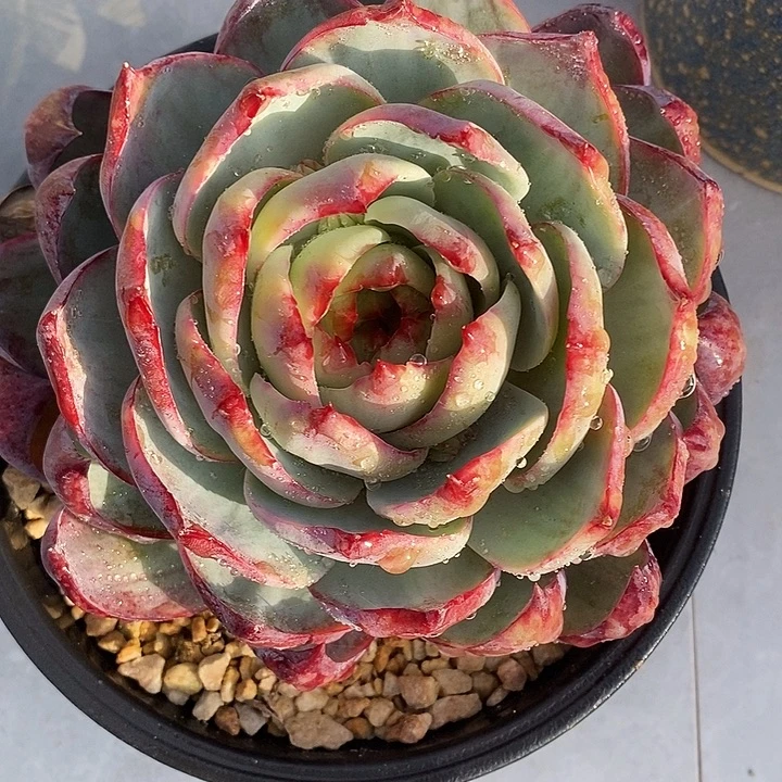 惊鸿仙子多肉植物