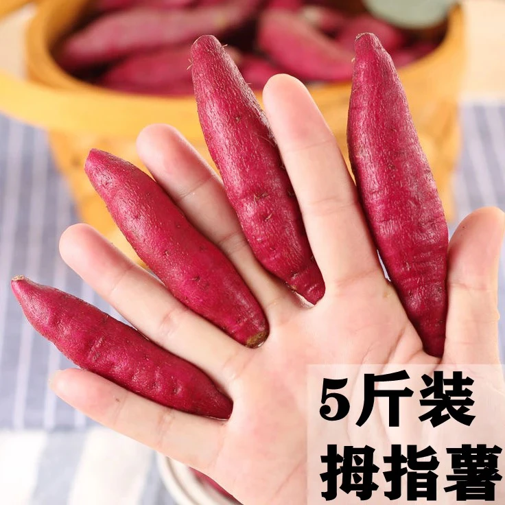 25年现挖新鲜软糯小红薯粗粮辅食临安天目山小香薯5斤装（小果）