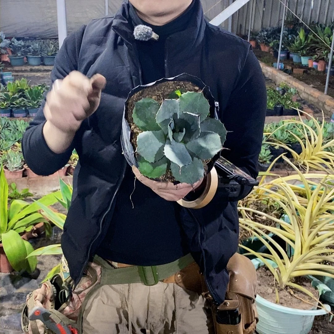 虚空藏冠幅15厘米左右