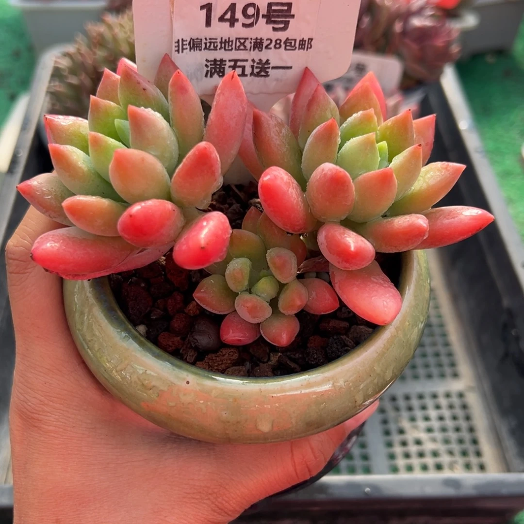表妹精品多肉植物149.