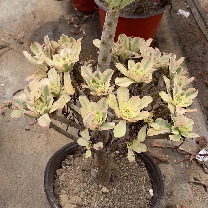 744白兰地多肉植物法师