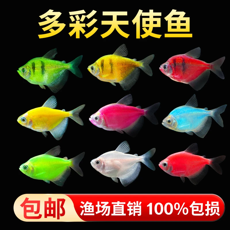 天使观赏鱼热带淡水观赏鱼群游不褪色七彩神仙鱼斑马孔雀鱼可混养