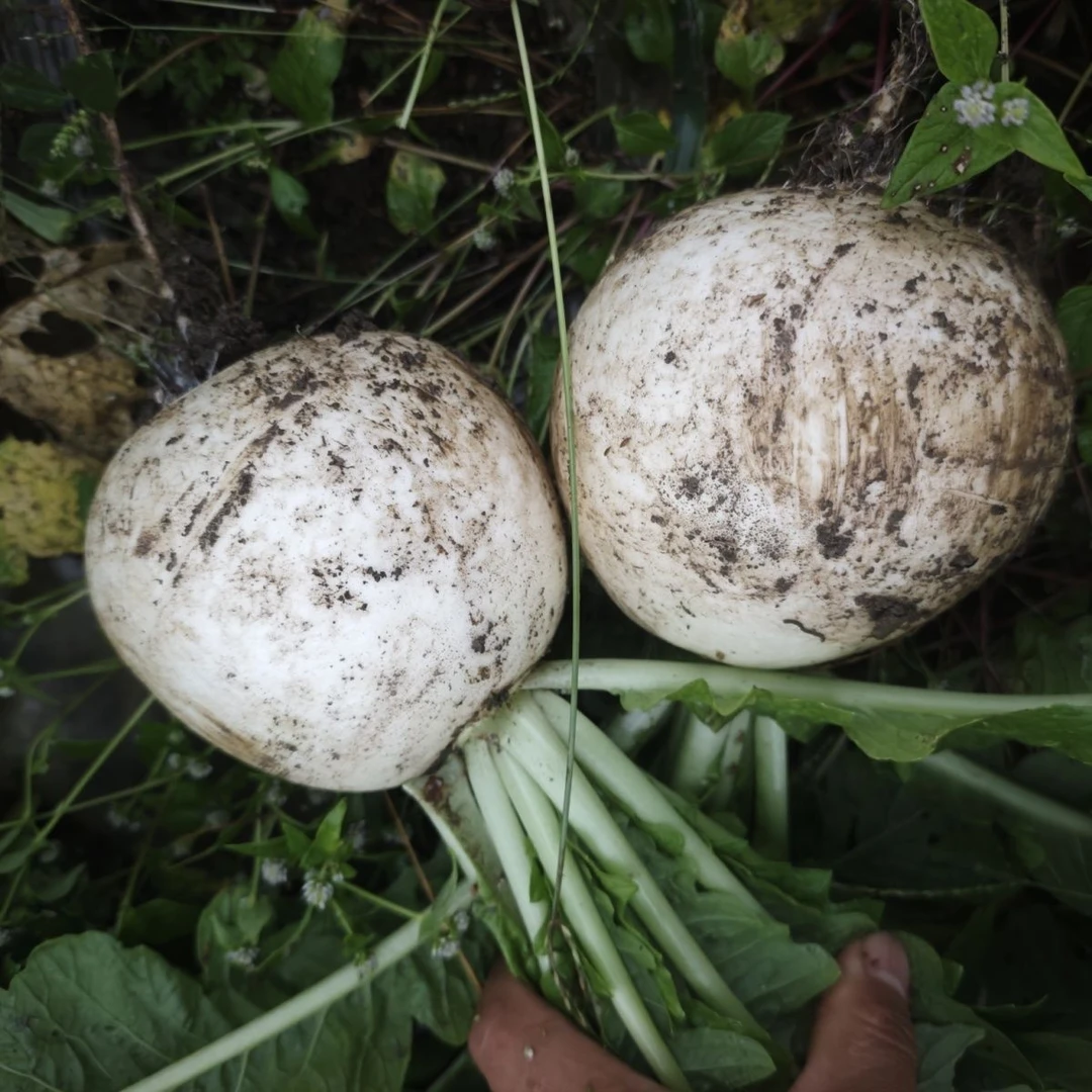 （黎书记助农）农家自种新鲜圆白萝卜汁多脆嫩清甜可口适合煮菜煲汤