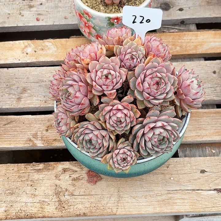 多肉植物，笨吧蒂斯220号