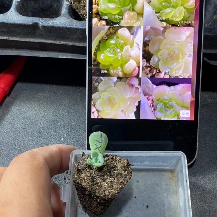 穴盘甜心相柳芽苗一个