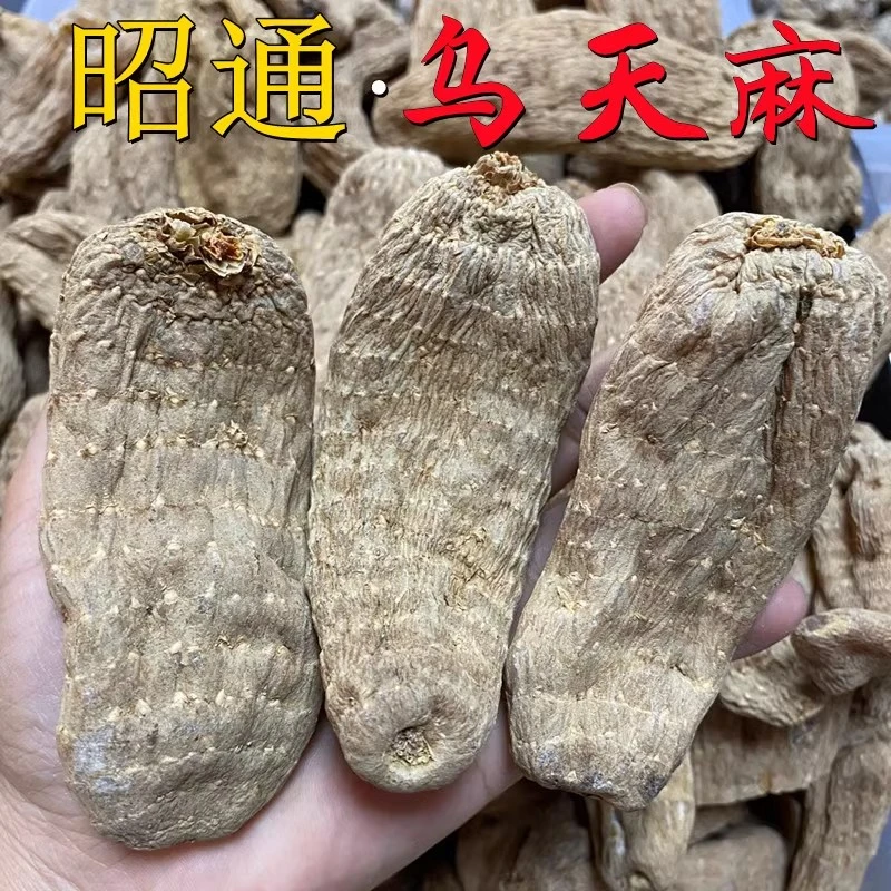 乌天麻野外生长云南昭通小草坝乌天麻煲汤正品乌天麻50g-500g包邮