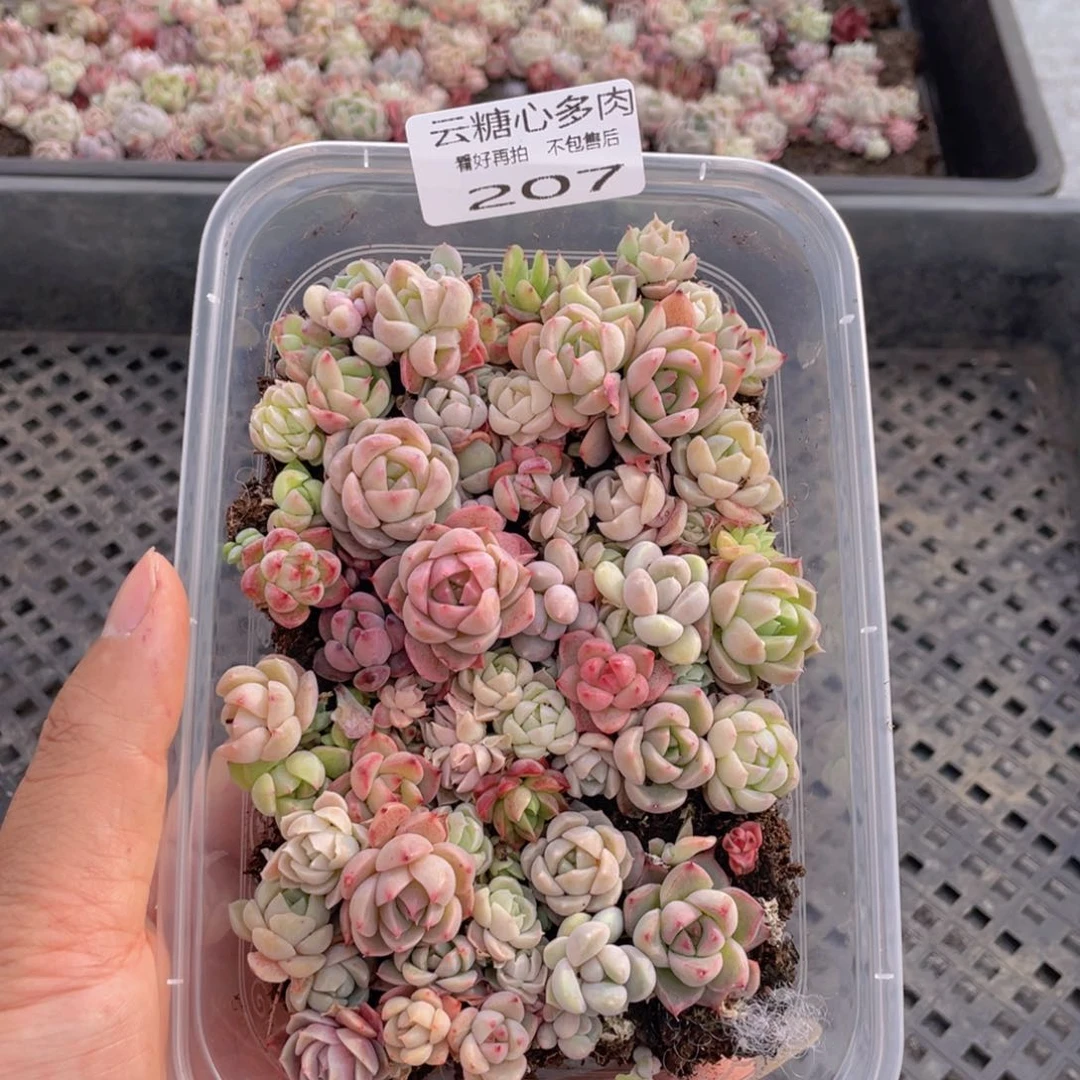 云糖心多肉植物207