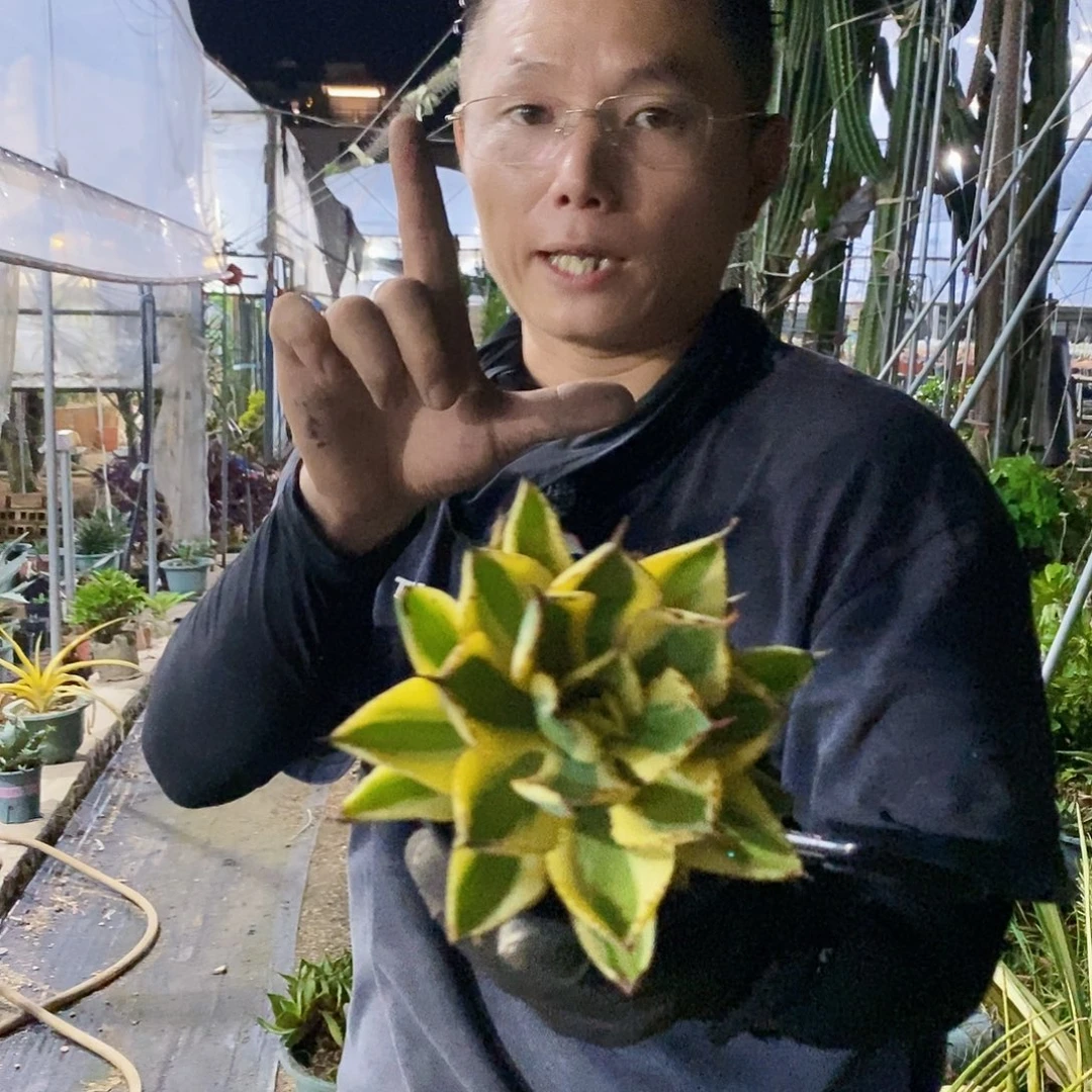 15公分沙漠之专。