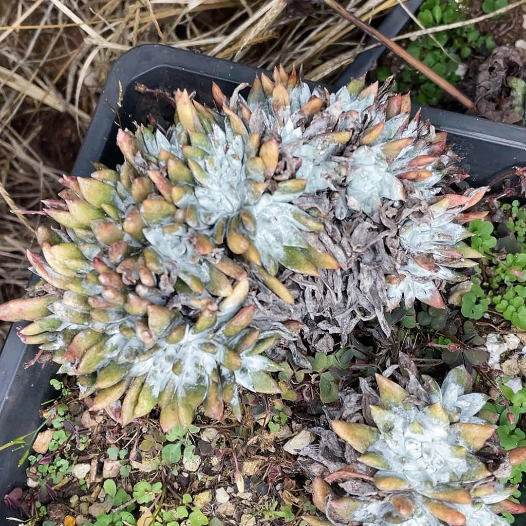 白姆发缀化老桩5990