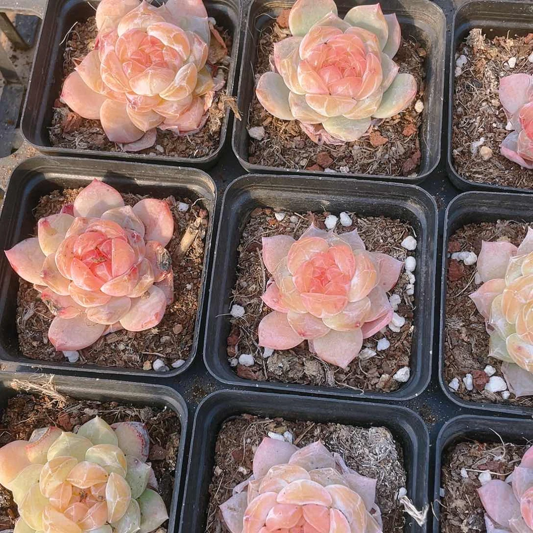 珍妮2号盆一个满25包邮