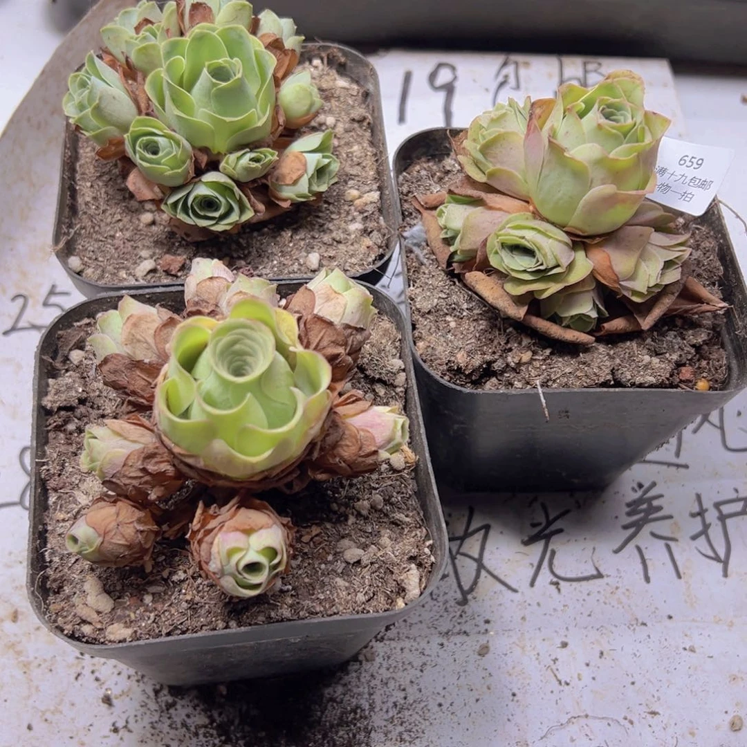 侧牙掉了不包损无售后659