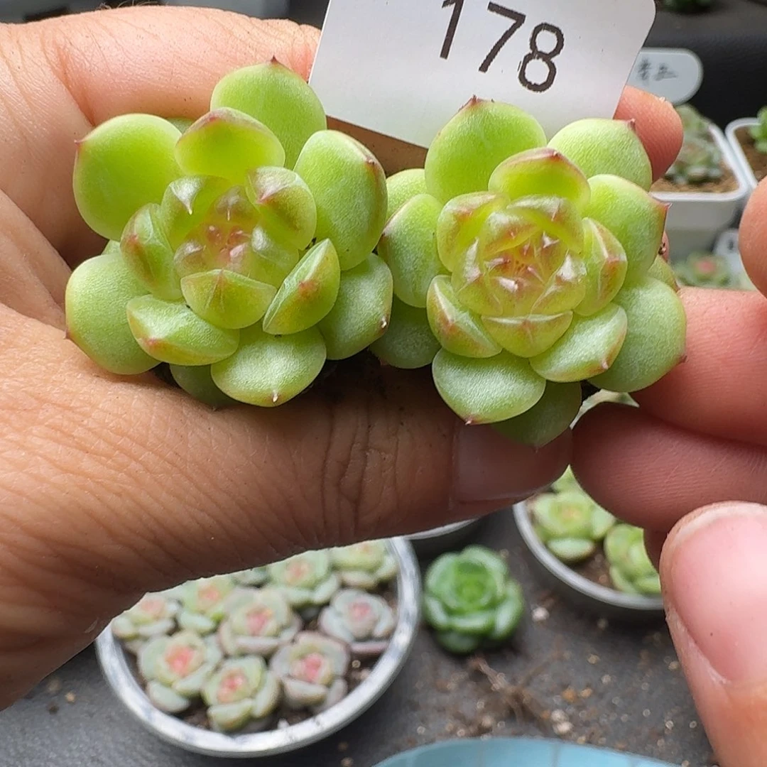 一物一拍一物一拍918-178