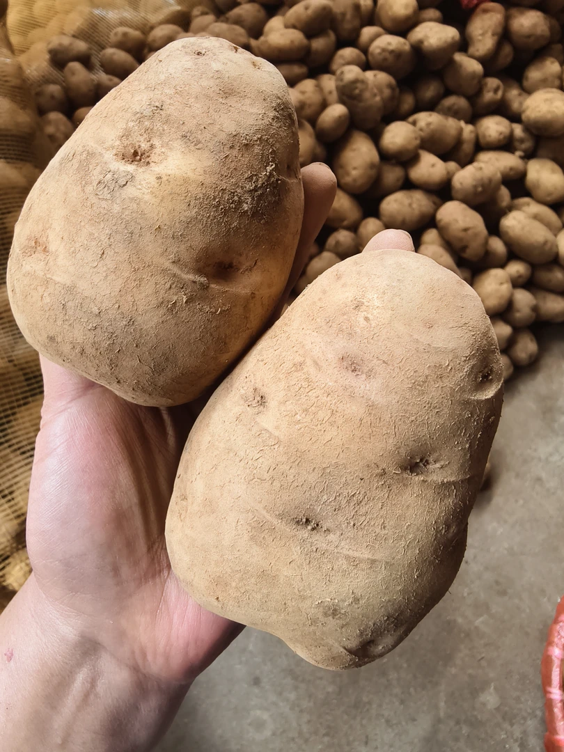 宣威东山农家自种老品种洋芋