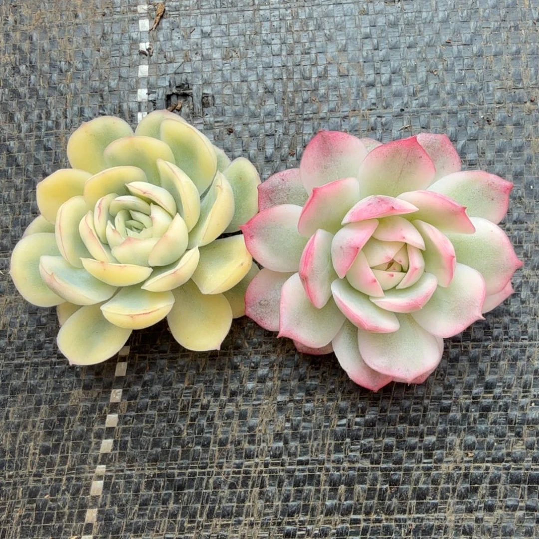 粉水晶锦草莓冰锦两颗