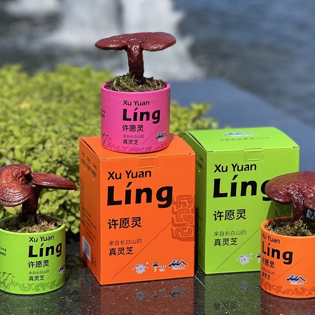 许愿灵礼盒桌面盆栽