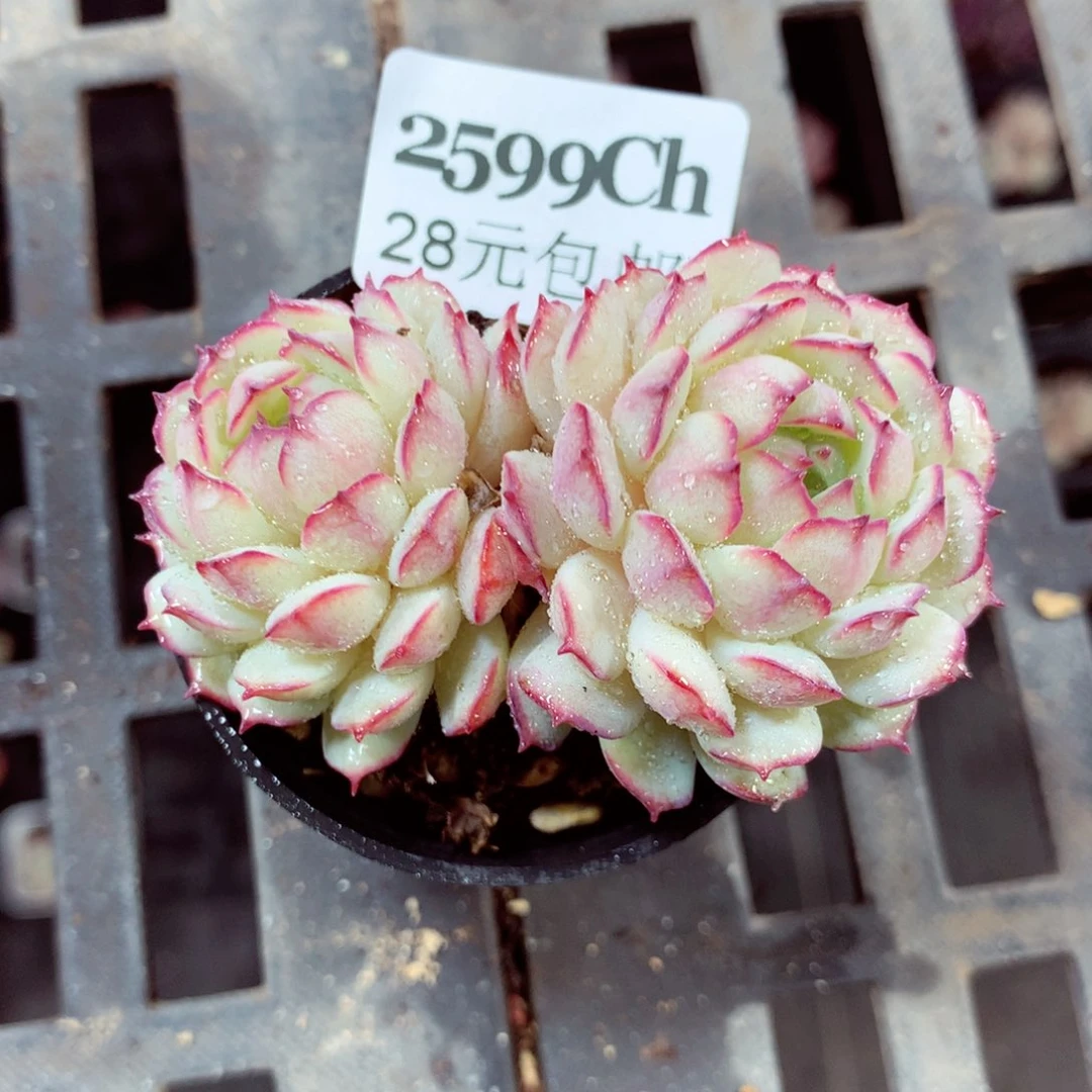 5厘米盆精控多肉2599