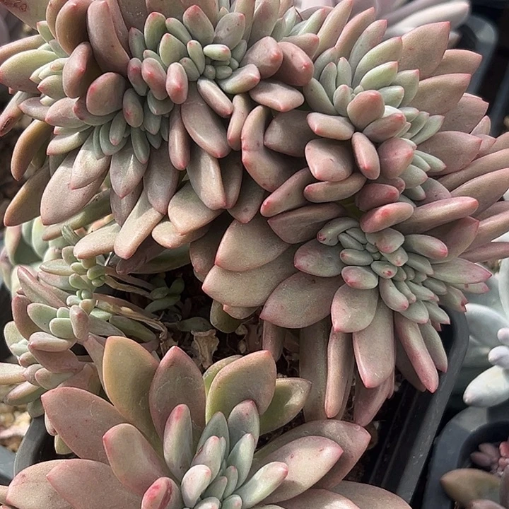 桃花源缀特价美人