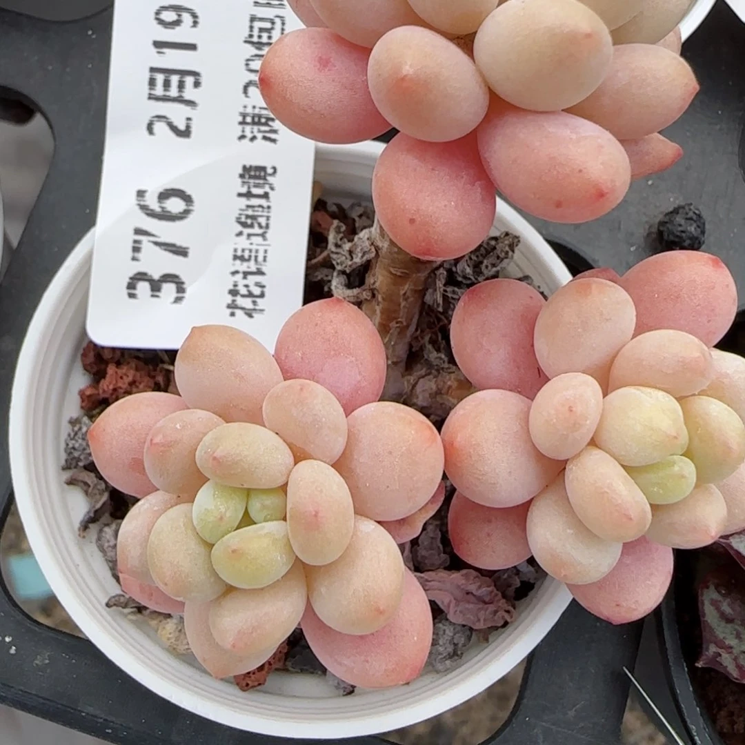 花语逸境0219-376