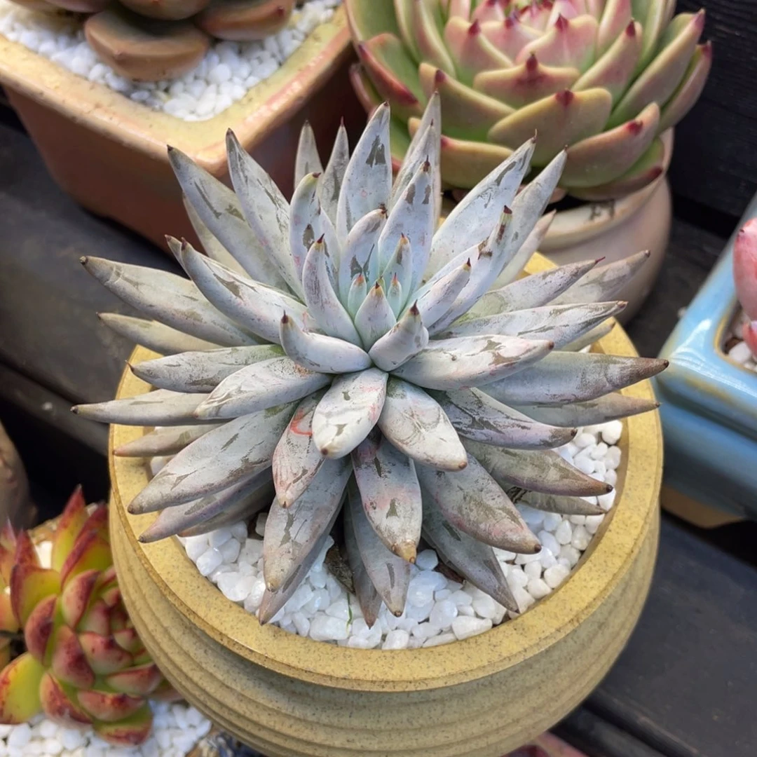 魔爪多肉植物盆栽多肉