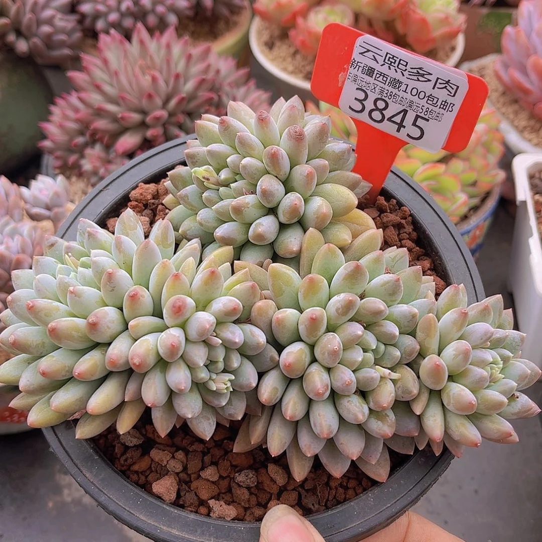 3845小叶奶糖多肉植物