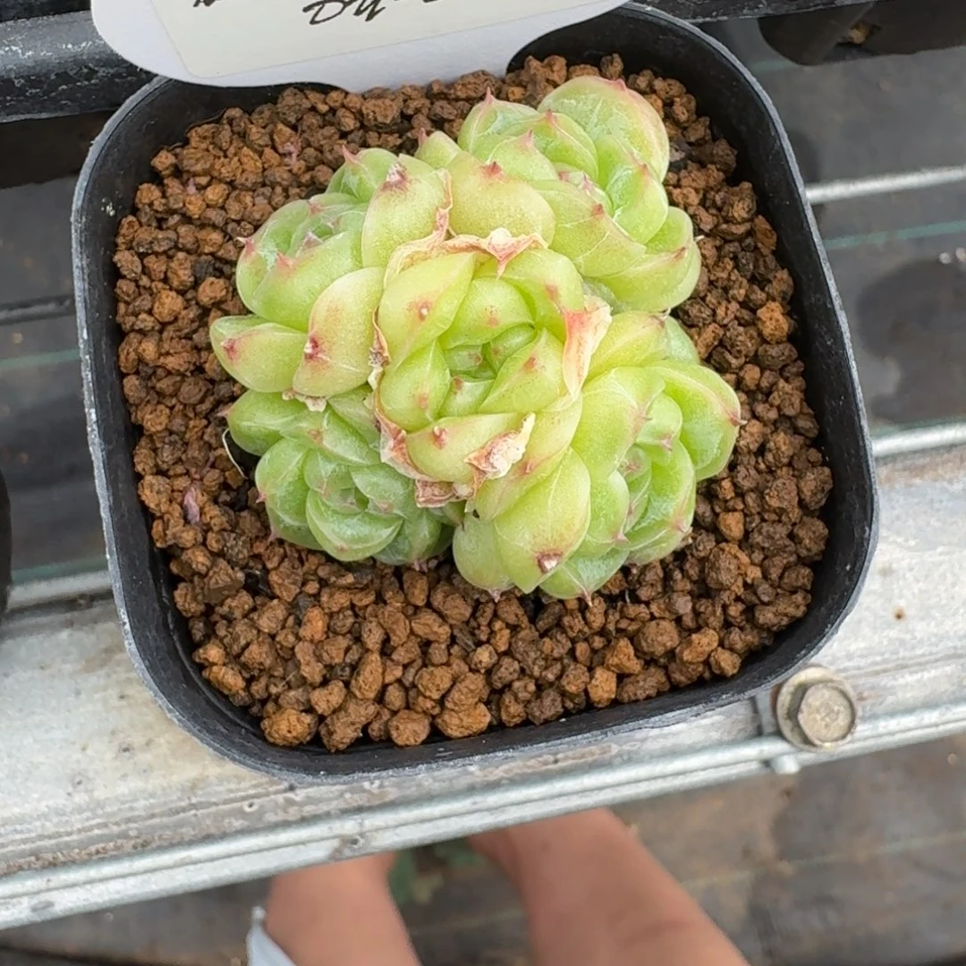 美***芽0807-023-珍妮麦秆群
