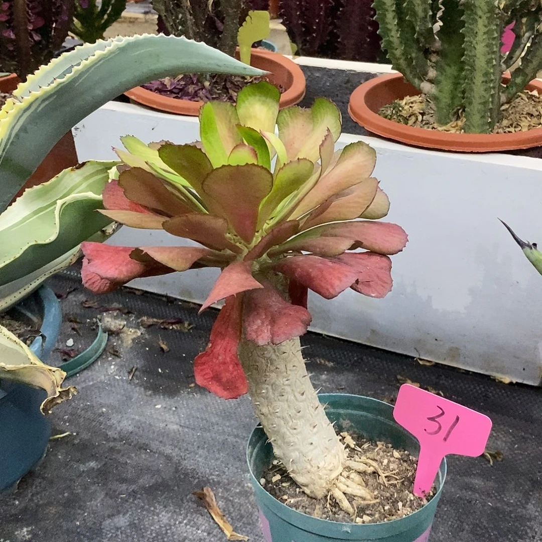 单刺麒麟一物一拍