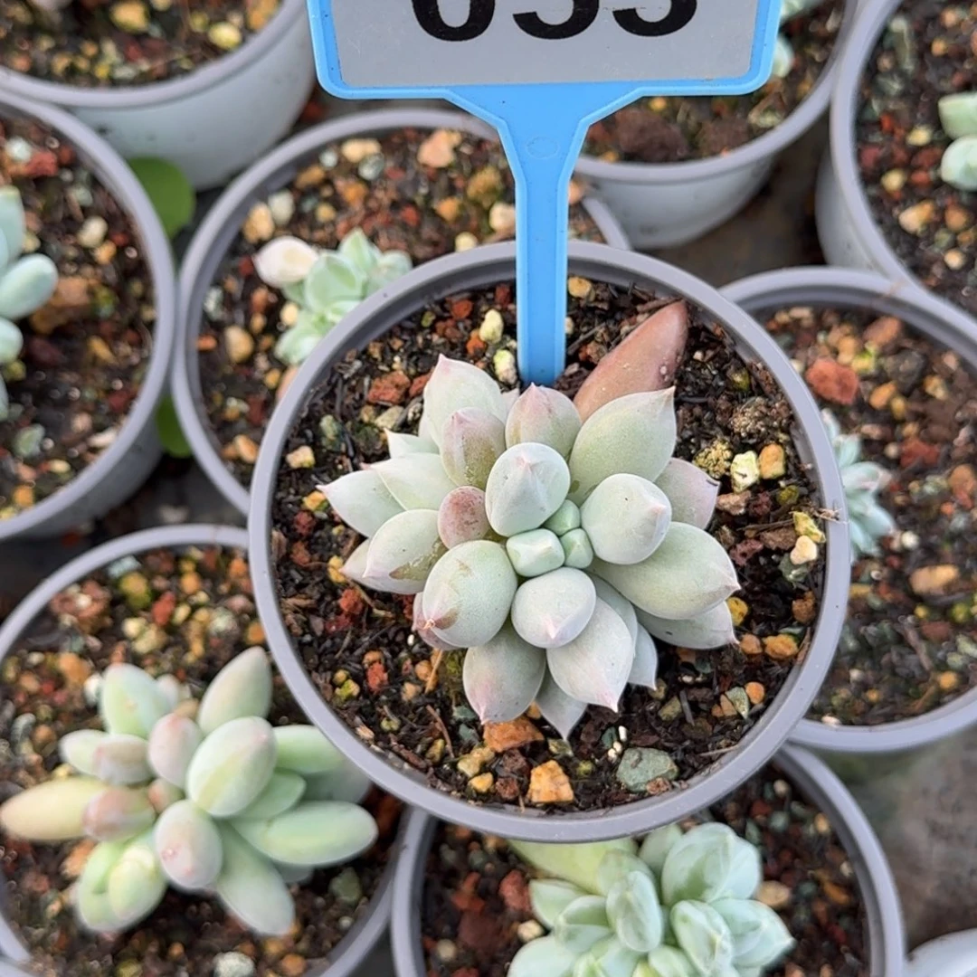 多肉植物海豚体哥特群053