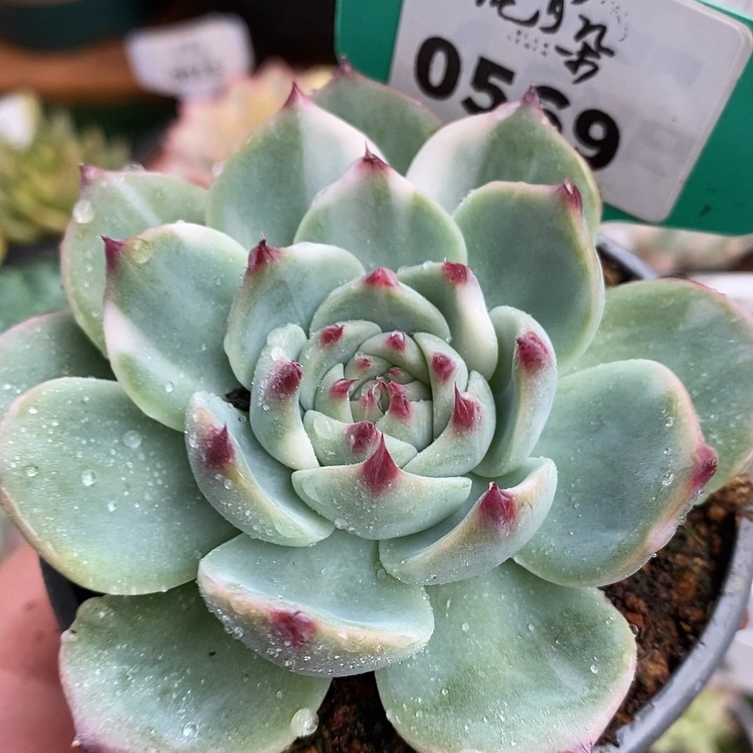 569拉丝娃娃哈哈哈哈哈