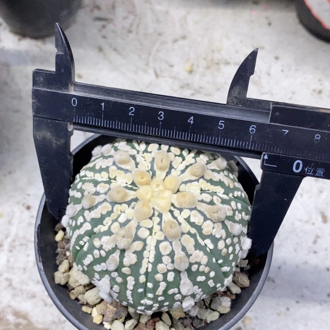 胖***生仙人球的兜带盆漂亮