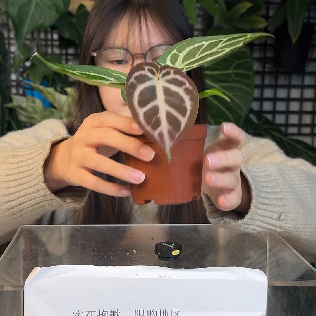 完全开放G123树莓杂撕裂纹