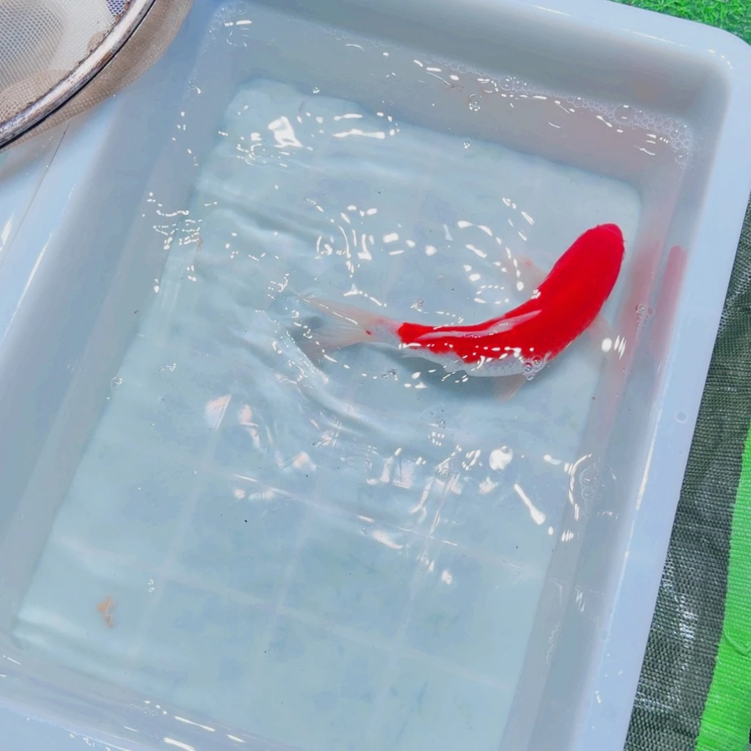 锦鲤血统锦鲤大放漏66