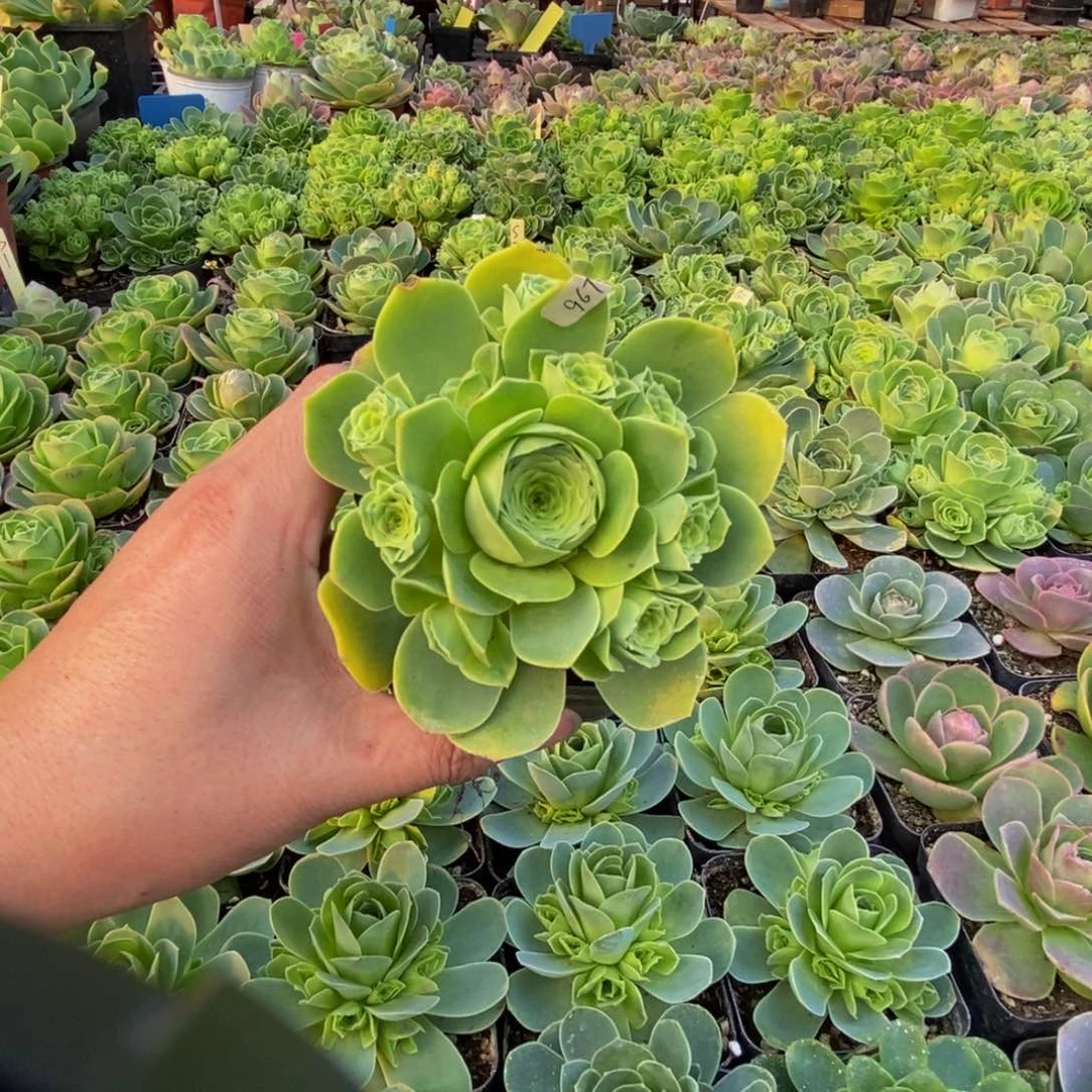 风***淡S1新品体验967多肉植物
