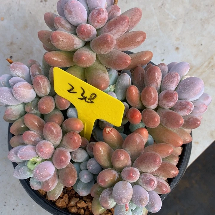 读肉皮子和欧6262627272