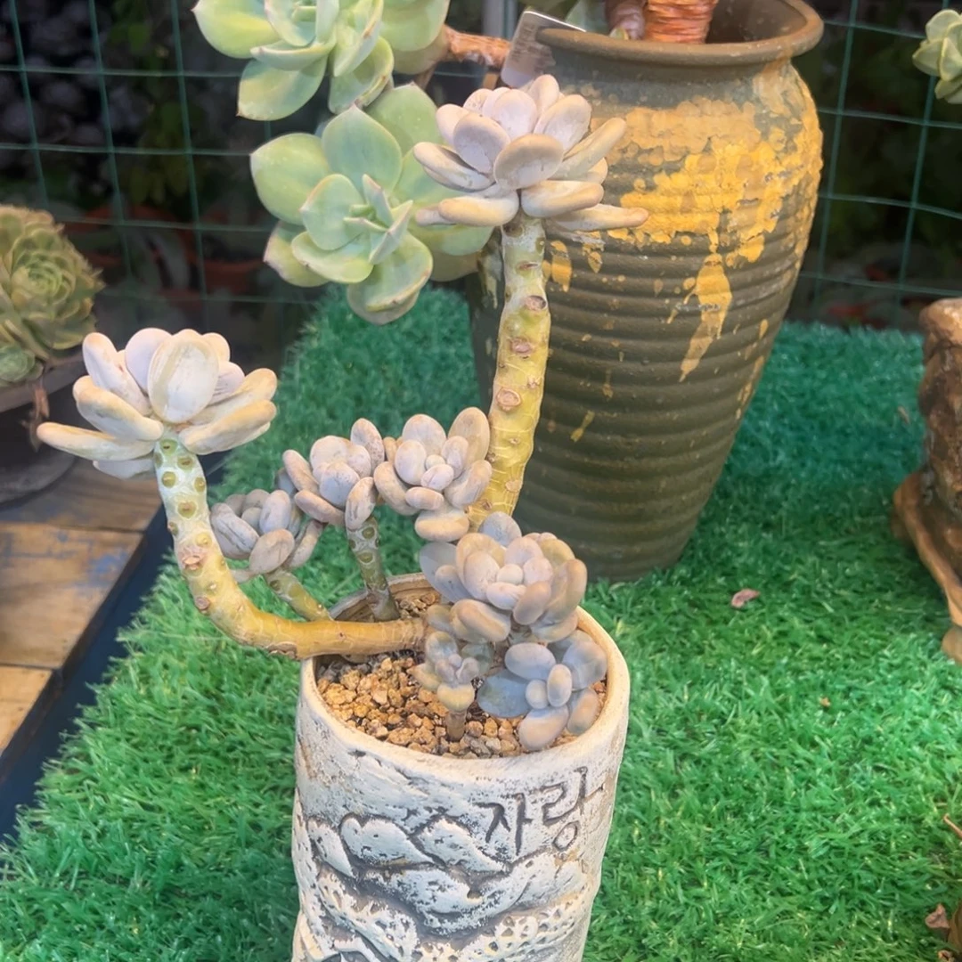 无花朵桃美人，，，，，，，，