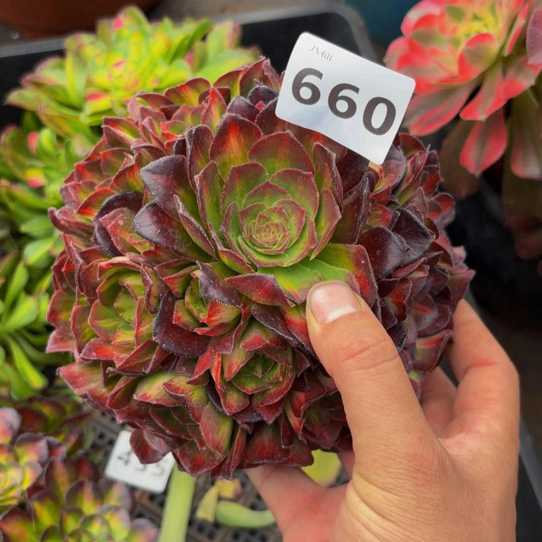 660多肉植物海王七彩无根