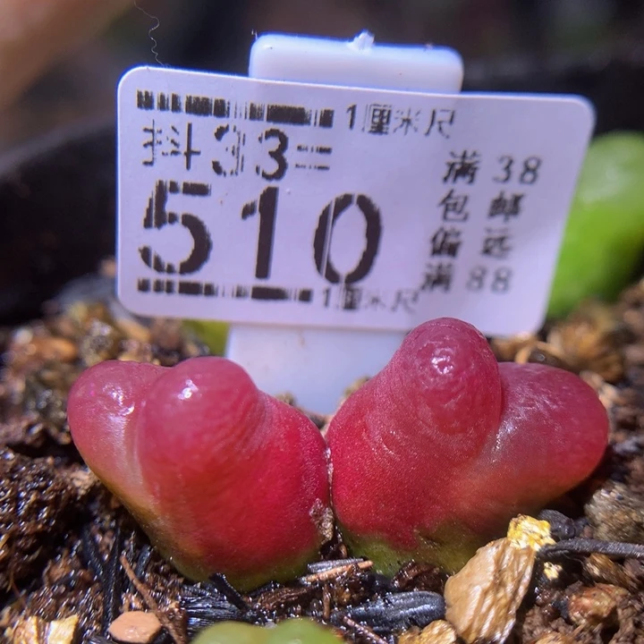 精品生石花33.510