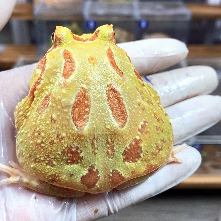 悠***月角蛙675号黄金角蛙