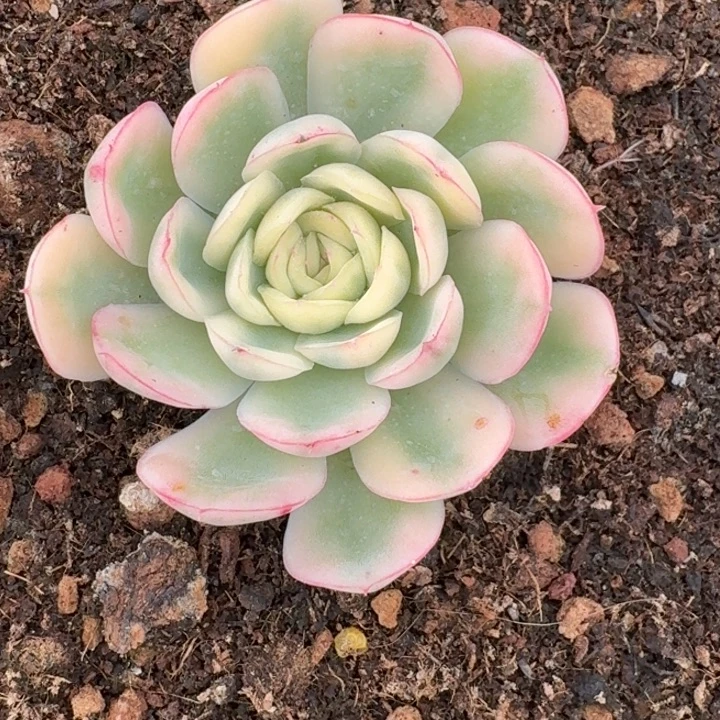 草莓冰锦一物一拍