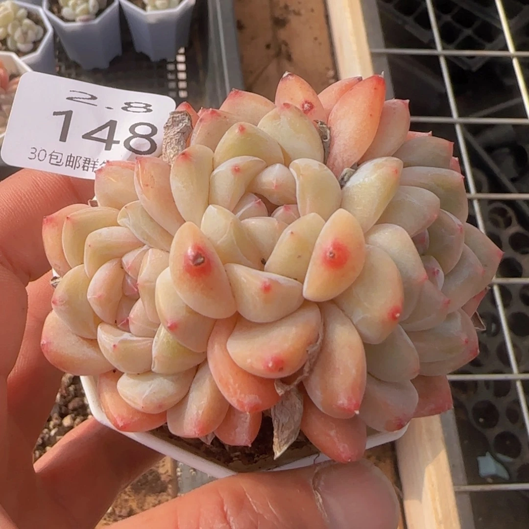 太妃糖三头朵朵一颗脱土