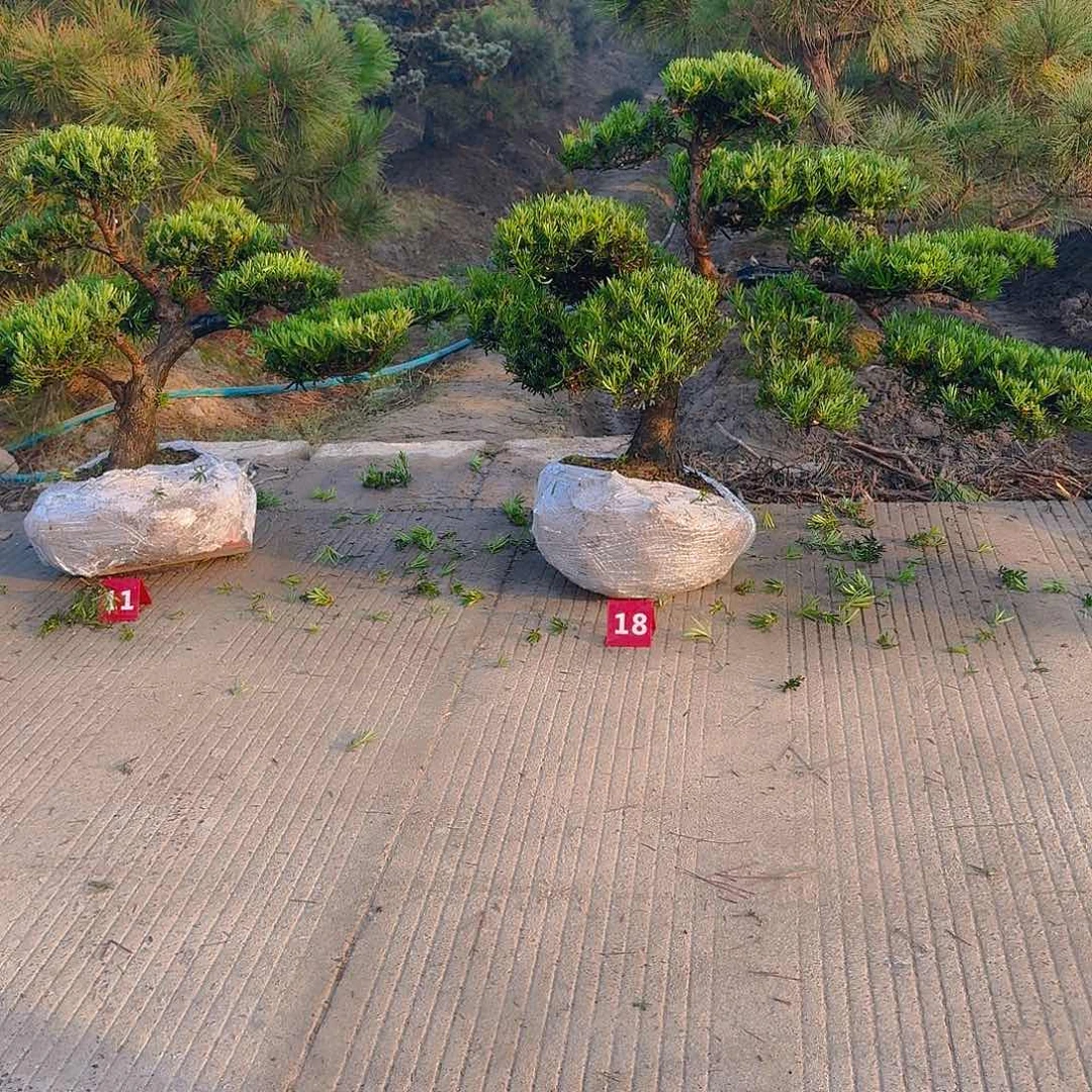 涮***头完全开放罗汉松，基地发货