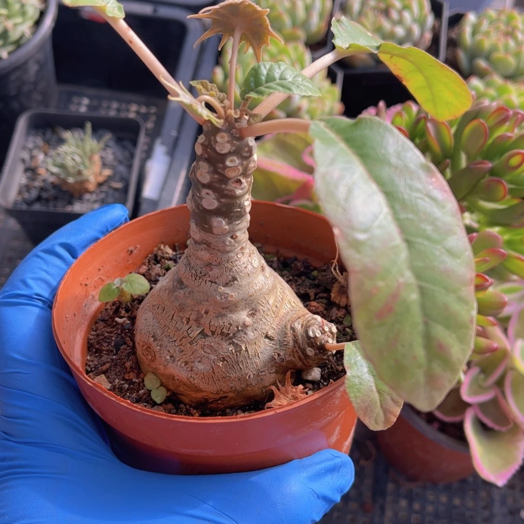 榴桑块根多肉植物