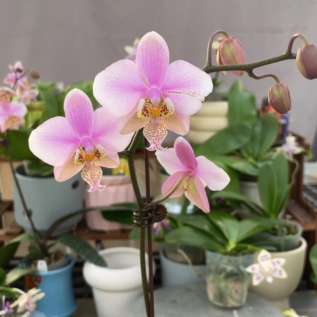 完全开放23PU，2.5杯开花株